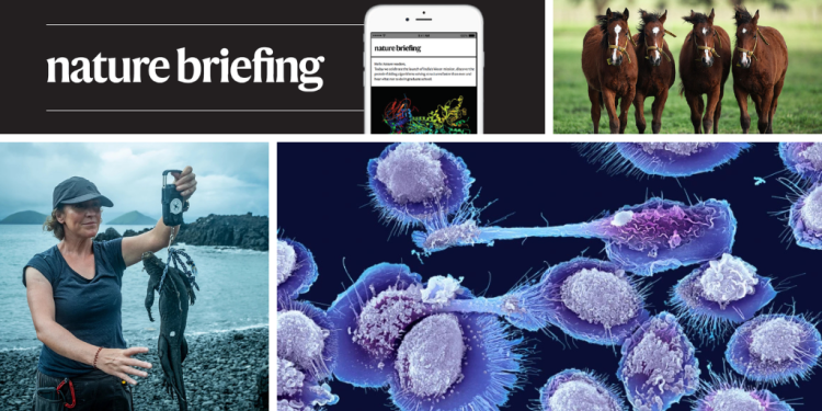 El valor de un polo-equipo de caballos crispr clonados