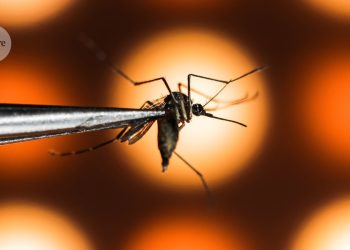 Cómo miles de millones de mosquitos pirateados y una vacuna podrían vencer al virus del dengue mortal