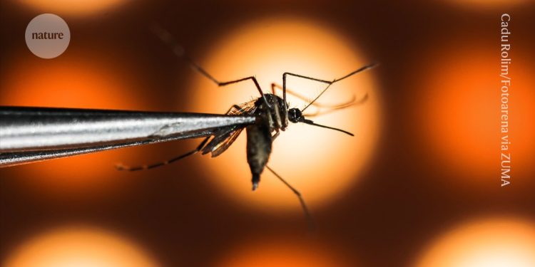 Cómo miles de millones de mosquitos pirateados y una vacuna podrían vencer al virus del dengue mortal