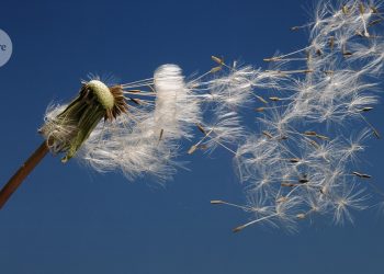 descifrar cómo los dientes de león impulsan la dispersión de semillas