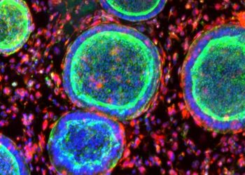 Las mini placentas y ovarios que revelan los conceptos básicos de la salud de las mujeres