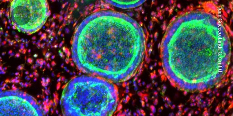 Las mini placentas y ovarios que revelan los conceptos básicos de la salud de las mujeres