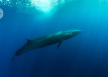 Las ballenas de la madre grande tienen más hijas que hijos