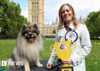 El perro de MP de Tamworth coronó Westminster Dog of the Year