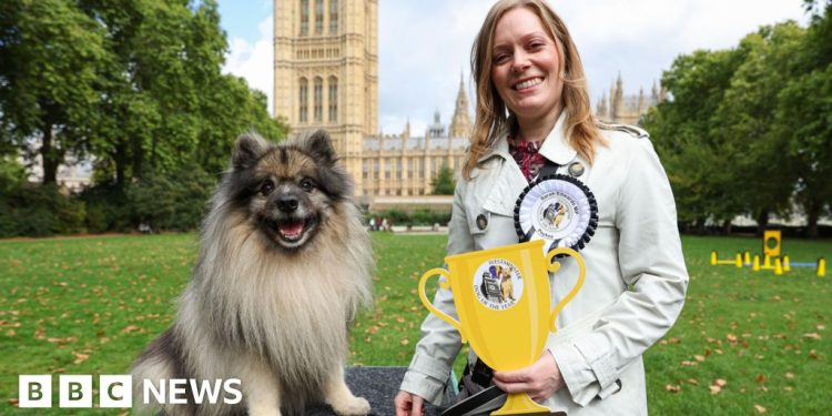 El perro de MP de Tamworth coronó Westminster Dog of the Year
