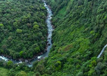 América Latina es la región más mortal para activistas ambientales