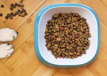 Mejores comederos automáticos de perros en 2025 (Reino Unido)