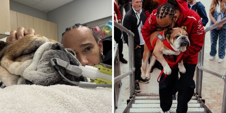 La Historia del Perrito de Lewis Hamilton Que Está Luchando por Desspertar Del Coma
