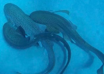 Los científicos atrapan un trío de tiburón en la cámara