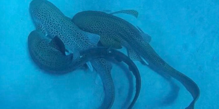 Los científicos atrapan un trío de tiburón en la cámara