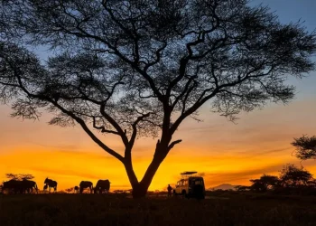 El problema de crecimiento hecho a sí mismo de la industria de Safari