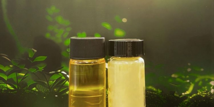 Los microbios productores de aceite de Terra Oleo podrían reemplazar las plantaciones destructivas de aceite de palma