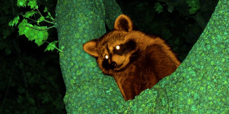 Modder inyecta el diálogo de IA en el cruce de animales de 2002 usando Memory Hack