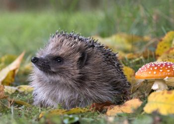 ¿Puede la IA detectar los erizos desde el espacio? Tal vez si encuentras las zarzas primero.