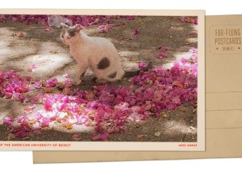 Cats Roam Universidad Americana de Beirut en el Líbano: NPR