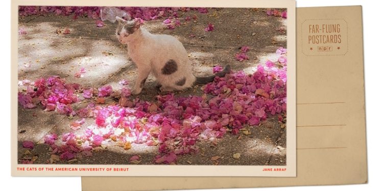 Cats Roam Universidad Americana de Beirut en el Líbano: NPR