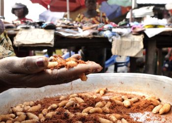 Meladadía llena de proteínas del Congo: NPR