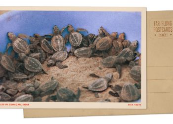 Olive Ridley Turtle Schathings en India: NPR
