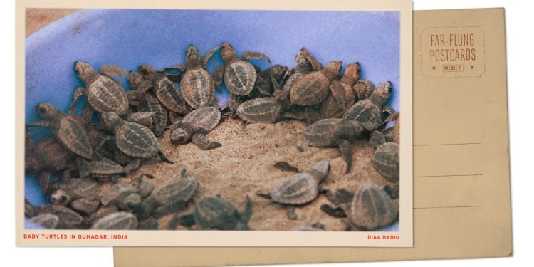 Olive Ridley Turtle Schathings en India: NPR