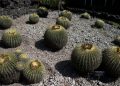 El preciado biznaga cactus de México está al borde de la extinción: NPR