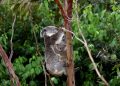 Australia aprueba la vacuna con clamidia para koalas: NPR