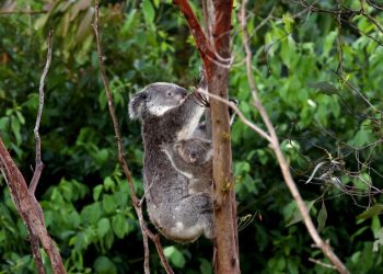 Australia aprueba la vacuna con clamidia para koalas: NPR