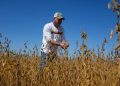 La batalla comercial de Trump con China pone a los agricultores de soja estadounidenses en peligro
