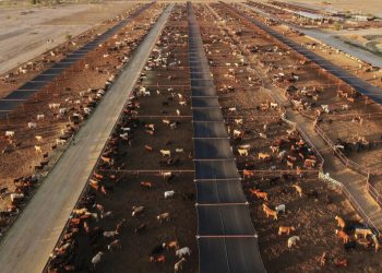 México aumenta los controles en el ganado después de que se encuentre una nueva caja de gusano de tornillo