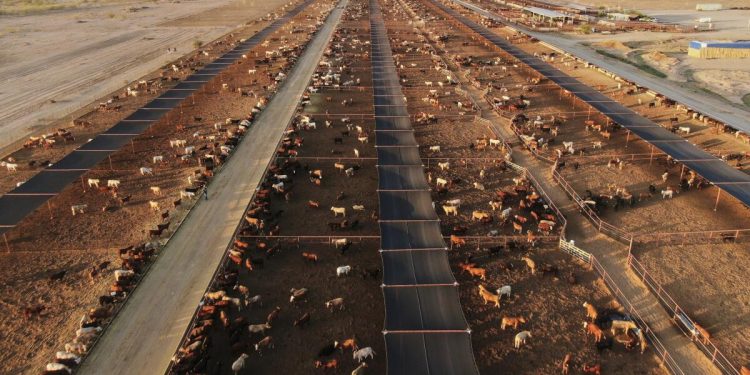 México aumenta los controles en el ganado después de que se encuentre una nueva caja de gusano de tornillo