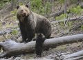 Bear, posiblemente un oso pardo, ataca a un excursionista en el Parque Nacional de Yellowstone