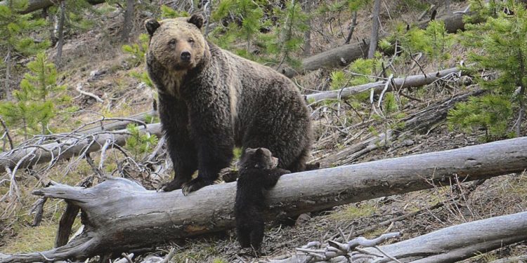 Bear, posiblemente un oso pardo, ataca a un excursionista en el Parque Nacional de Yellowstone