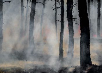 De Australia al Amazonas: cómo el cambio climático está convirtiendo los bosques en tormentas de fuego