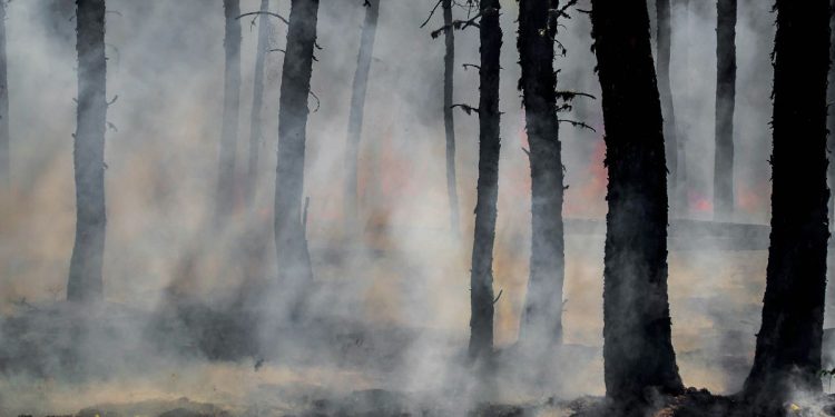 De Australia al Amazonas: cómo el cambio climático está convirtiendo los bosques en tormentas de fuego