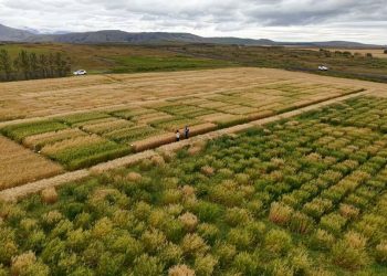 El cambio climático está haciendo viable el cultivo de avena en el norte de Europa