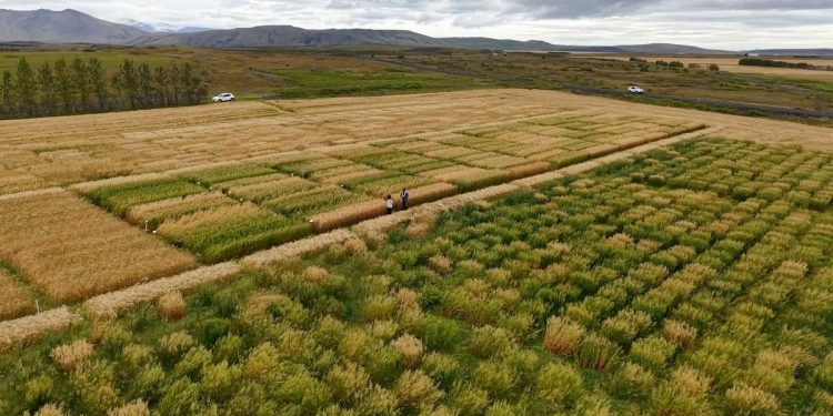 El cambio climático está haciendo viable el cultivo de avena en el norte de Europa