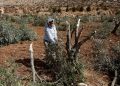 En la Cisjordania ocupada, la guerra continúa | Conflicto Israel-Palestina