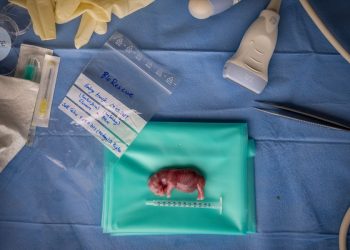 ¿Puede la FIV salvar al rinoceronte blanco del norte de la extinción? — Las mejores imágenes científicas de octubre.