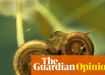 La opinión de The Guardian sobre el enfoque laborista en la naturaleza: el problema no son los caracoles, sino un modelo de vivienda roto | Editorial