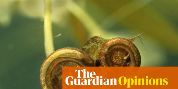 La opinión de The Guardian sobre el enfoque laborista en la naturaleza: el problema no son los caracoles, sino un modelo de vivienda roto | Editorial