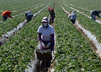 El ciclo excepcional de remesas de los últimos seis años no se volverá a repetir, según analistas