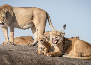 Las fotos de vida salvaje más divertidas del año te harán reír a carcajadas