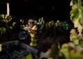 En Portugal, la fría de la noche es cuando algunos viñedos cosechan uvas