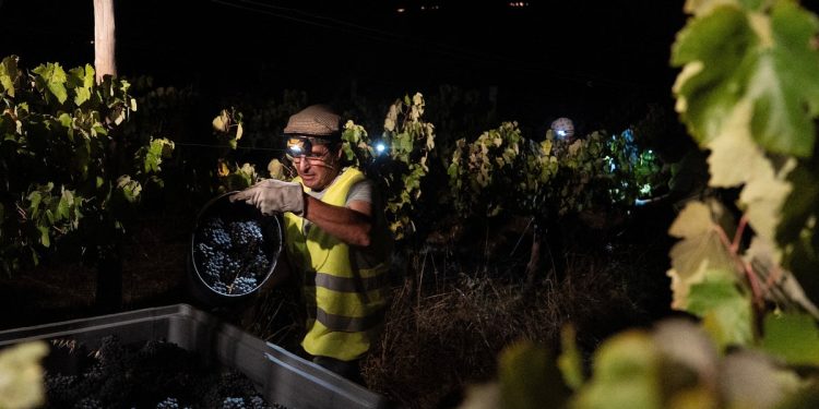 En Portugal, la fría de la noche es cuando algunos viñedos cosechan uvas