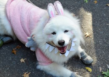 El desfile de perros de Halloween de los chicos más buenos de Nueva York