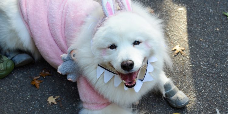 El desfile de perros de Halloween de los chicos más buenos de Nueva York