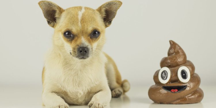 El director ejecutivo de tecnología que “comería caca de perro si eso significara ganar”