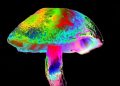 Cómo diferentes hongos aprendieron el mismo truco psicodélico