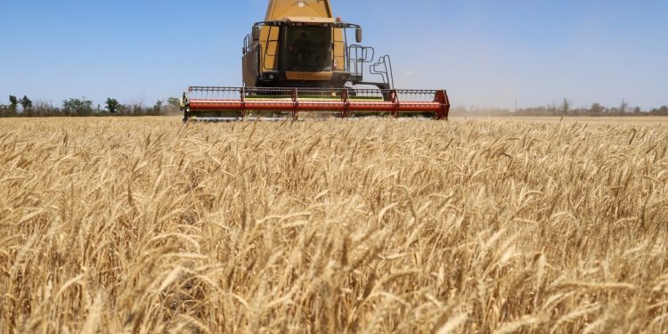 Por qué las cosechas récord hacen que las hambrunas sean mucho más raras y qué aún nos frena