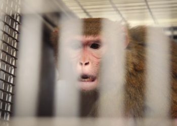 El USDA deja en paz a los abusadores de animales. Trump y su Corte Suprema lo están empeorando.