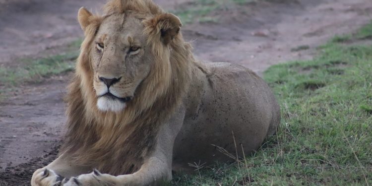 En busca de los “cinco grandes”